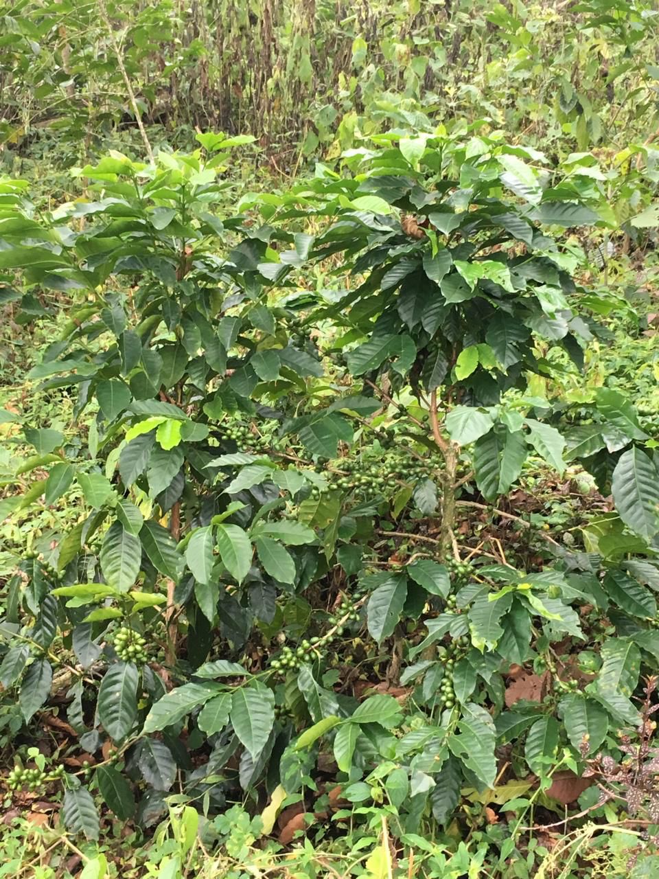 Oaxaca Chelín Enrique Lopez Pluma Mejorado Enmielado Despulpado Fermentado