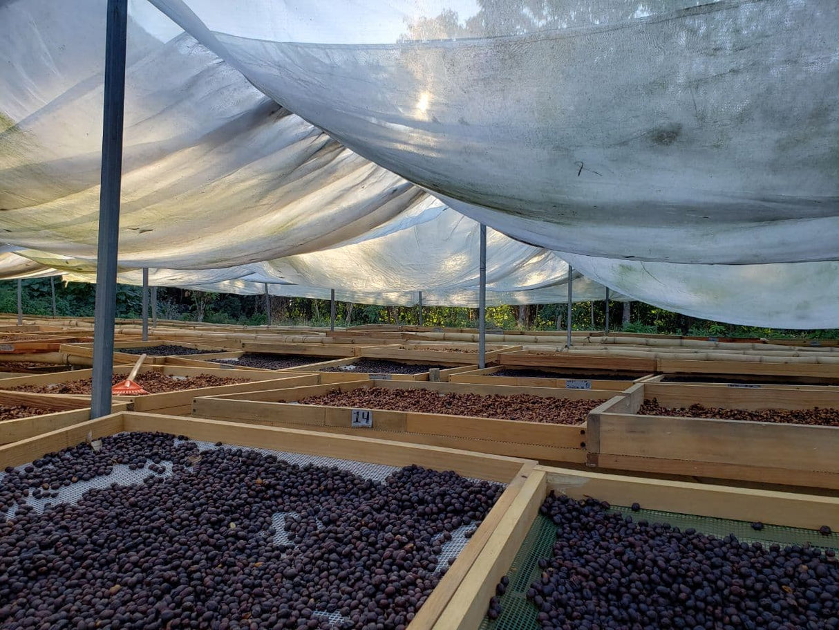 Oaxaca Manto Niebla Hnos. Villareal Lavado