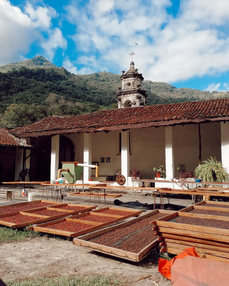 Veracruz Alexia Zavaleta Finca Coyametla Natural