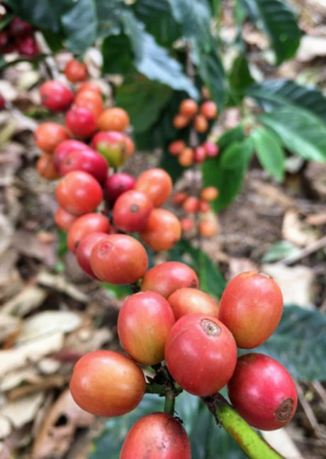 Oaxaca Chelín Enrique Lopez Pluma Mejorado Natural Barrel Fermented
