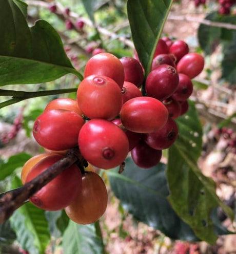 Oaxaca Chelín Enrique Lopez Pluma Mejorado Enmielado Despulpado Fermentado