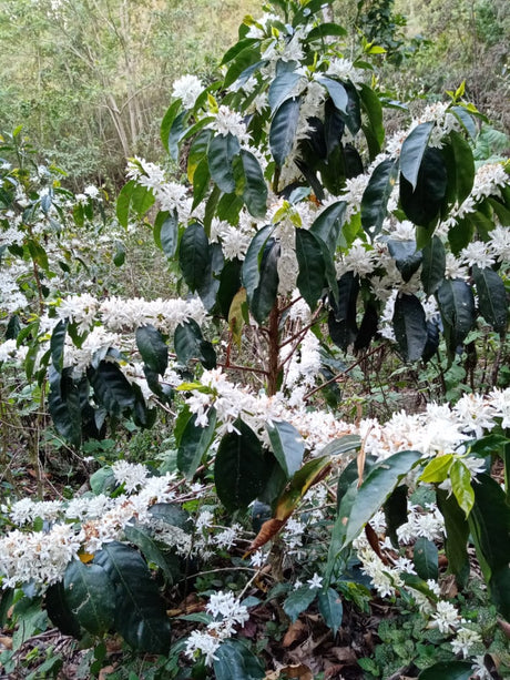 Oaxaca Chelín Enrique Lopez Pluma Mejorado Natural Barrel Fermented
