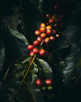 Oaxaca Chelín Enrique Lopez Gesha Black Honey