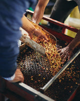 Oaxaca Chelín Enrique Lopez Gesha Black Honey
