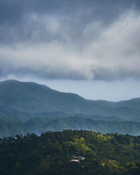 Oaxaca Chelín Enrique Lopez Gesha Black Honey